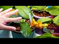 Orchid Q&A #45 - Soil insects, yellowing flower spikes, crinkly leaves & more!