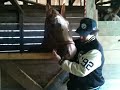 Topsfield Fair 2011 - Horse Barn