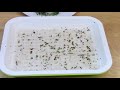 Growing Broccoli Sprouts and Microgreens - Hydroponic & No Soil Needed 室内西兰花芽苗