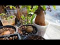 Walnut seed germination (7 months) : 호두 키우기