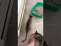 The Kittens: The Vicious Sequel