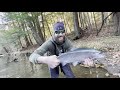 Creek Fishing for BIG TROUT! (Rainbow & Tiger Trout)