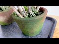 POTTING NEW DENDROBIUM ORCHID | How to Plant Orchid in a Pot | Paano Magtanim ng Orchid sa Paso