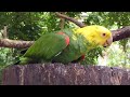 Birds Singing 4K ~ Bird Sounds for Stress Relief, Anxiety and Nervous System 🌿 Restores Body and ...