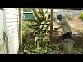 The AGAVE from HELL: Dispatching a ONE TONNE BEAST in Garden Makeover!!!