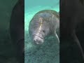 You've Gotta Try: Meeting a Manatee with Visit Florida