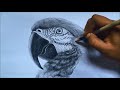 How to draw a realistic macaw in pencil | bird drawing | pencil sketch