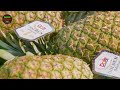 How South American farmers pick millions of pineapples - Harvesting and processing pineapples