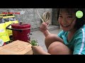 Vlog#02 - Trồng Rau Muống Mầm Tặng Hàng Xóm Cung Cấp Rau Mùa Dịch | Nha Minh Vlog