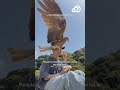Falcon swiftly steals man's sandwich in Japan