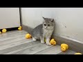 Adorable Kitten Playing With 500 Rubber Ducks