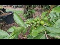 Another jaboticaba fruiting update plus some other rare fruit trees.