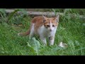 Cute Cat Videos Compilation to Watch while stressed