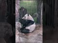 Panda Meng Er and Nannies #panda #menger #萌二 #멍얼 #beijingzoo #cute #moments #pandananny #fypシ