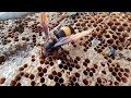 Vespa Affinis eating Honeycomb Larvae - Part 3