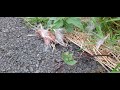 Giant Hawk Moth ( UK W. Yorkshire)says Hello and let's me stroke it!!!