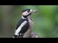 Woodpeckers: Things you Need to know! An Educational Adventure for Bird Enthusiasts #birds