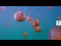 How Millions of Stingless Jellyfish Ended Up in One Lake