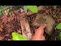 How to Destroy an Ant Nest with Borax