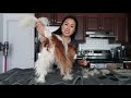 GROOMING MY DOGS AT HOME // Cavalier King Charles Spaniel