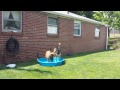 Cookie and Buster playing in the pool this weekend 2014