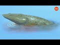Des poissons à pattes - La préhistoire du Québec