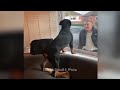 😸 TRY NOT TO LAUGH 🙀🐕 Best Funny Animal Videos 😹😹