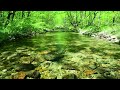 【自然の音】新緑の森林と小川のせせらぎ、癒し、睡眠、リラックス、作業用BGM/River Sound/Nature Sounds/Healing/Sleep/Relaxing/ASMR/4K【２時間】