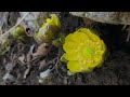 10km hilly hike to find wildflowers in the karst mountain in Japan.【4K】