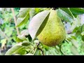 Harvesting organic pears from a small pear tree in our backyard