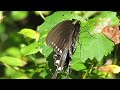 Nature Walk 2:Spicebush Swallowtail 2015