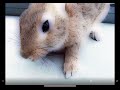 my friends rabbit