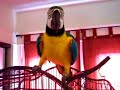 Sexy Macaw
