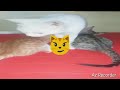 How to Babli Cat capturing fish 🐟 |Funny Animals | Treading 🔥🔥🔥 video 2024 |@WaaoVillageanimalbili