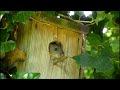 Baby Rat in Birdbox