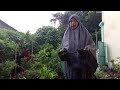 Berkebun di Lahan Terbatas