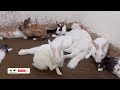 Funny Dogs And Cats Videos 2024 😅 - Best Funniest Animal Videos Of The week #57