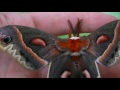 Meet America's Biggest Moth #moths #cercopia