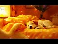 1 Hours Of Relaxing Music For Anxious Dogs 🐶 The Best Anti-Anxiety Music For Dogs!