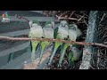 Калита - Все о виде попугаев | Вид попугая - калита