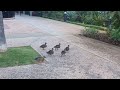 Flock of ducks living in Central Waikiki Beach, Honolulu, Hawaii!