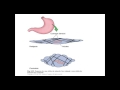 Histología del tejido muscular