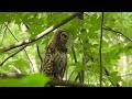 Barred owl