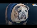 Bulldog Obsessed With His Skateboard Hates When His Parents Try To Take It Away From Him | The Dodo