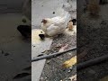 Gallinas culecas sacando pollitos 🤗🇻🇪❤️