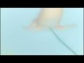 Animales marinos de juguete con música de fondo ‐ Hecho con Clipchamp