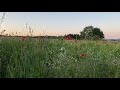 Hallertau-  Pfaffenhofen-  Natur im Sommer 🍃🌾🌼