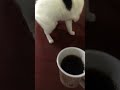 猫にコーヒーの匂いを嗅がせてみたら
