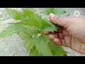 How to grow and care harshringar/parijaat/हरशृंगार के पौधे को बीजों से उगाए।