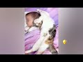 FUNNIEST CAT AND DOG VIDEOS 2023 #24